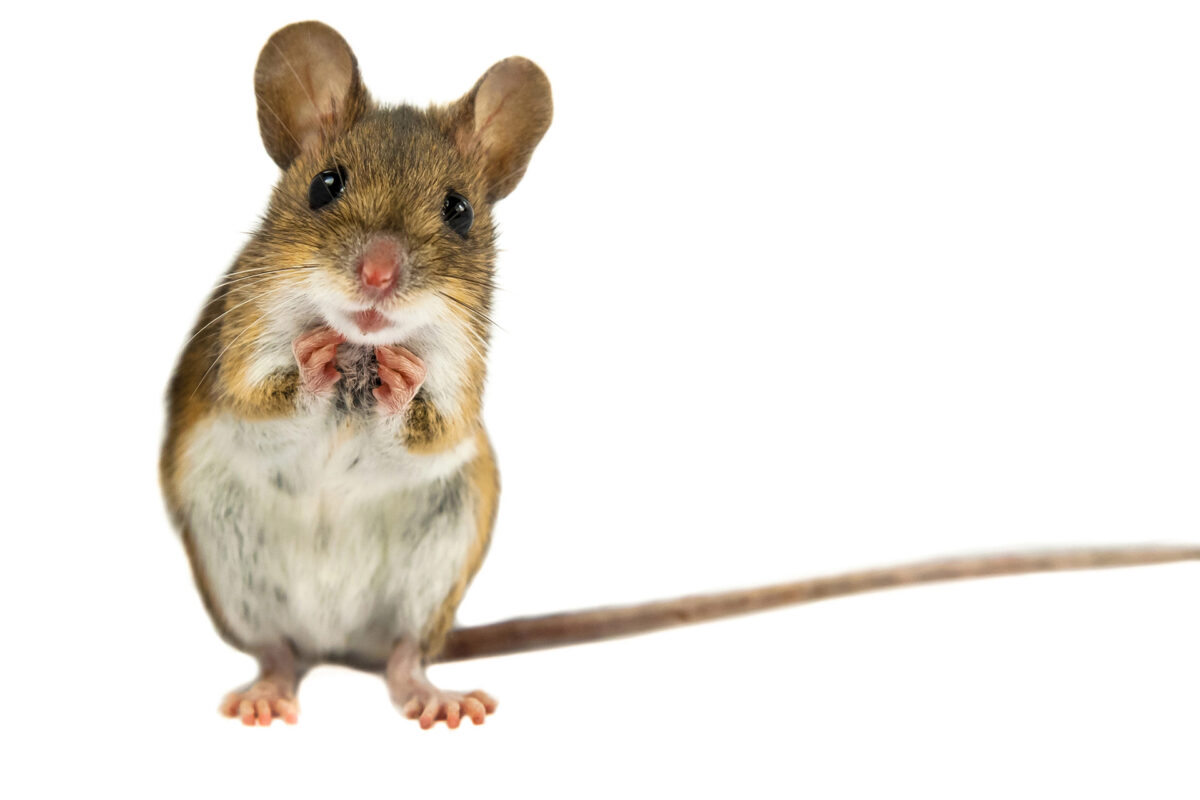Cute mouse